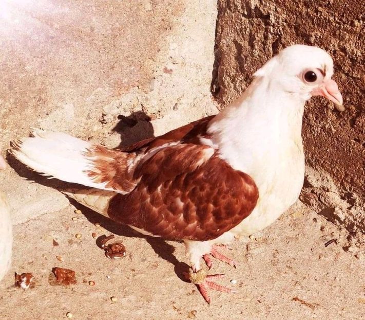  - Pui 2019 2020 2021