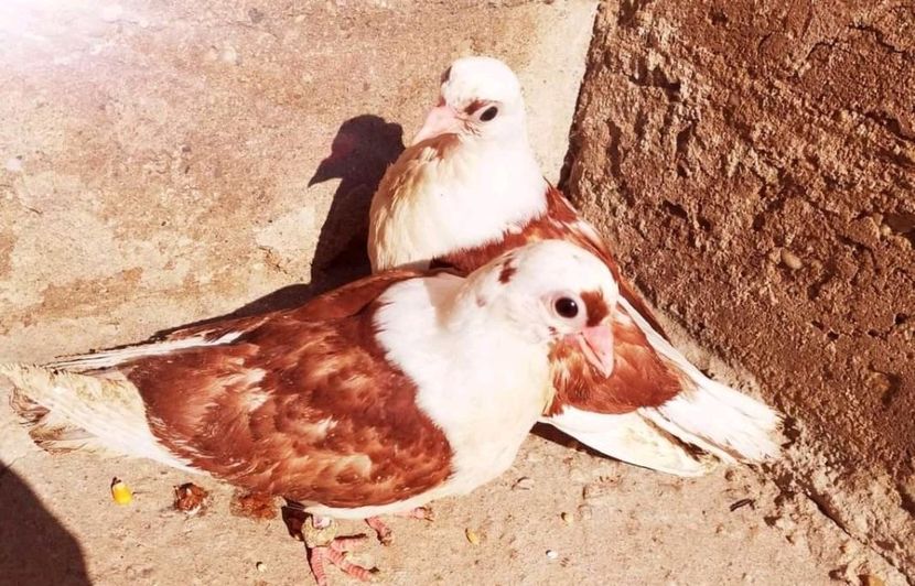  - Pui 2019 2020 2021