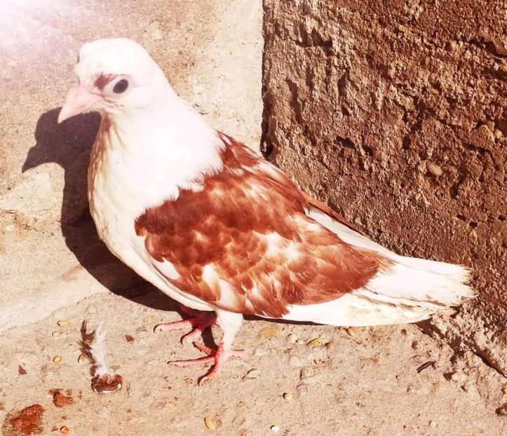  - Pui 2019 2020 2021