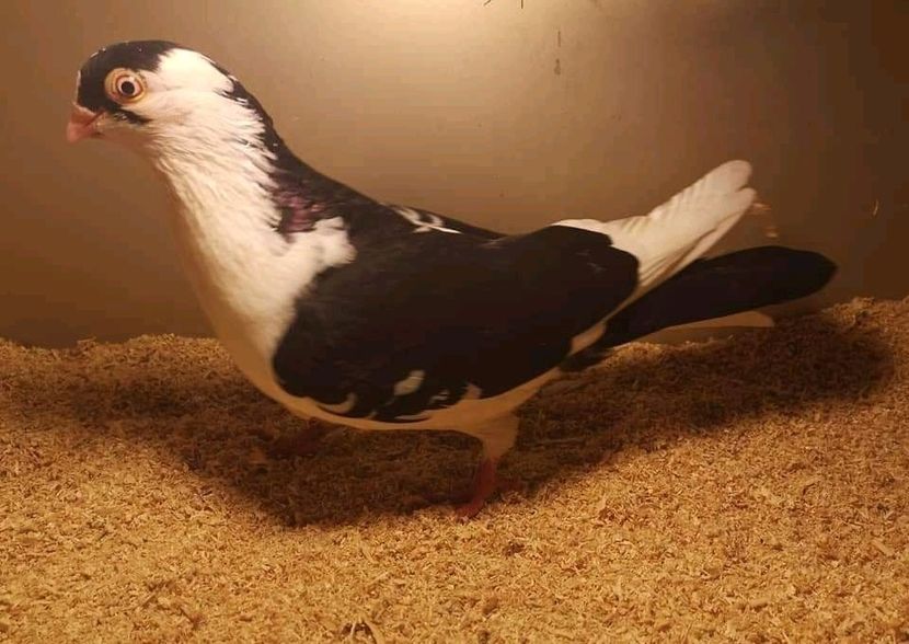  - Pui 2019 2020 2021