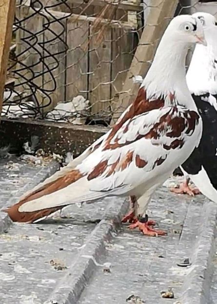  - Pui 2019 2020 2021