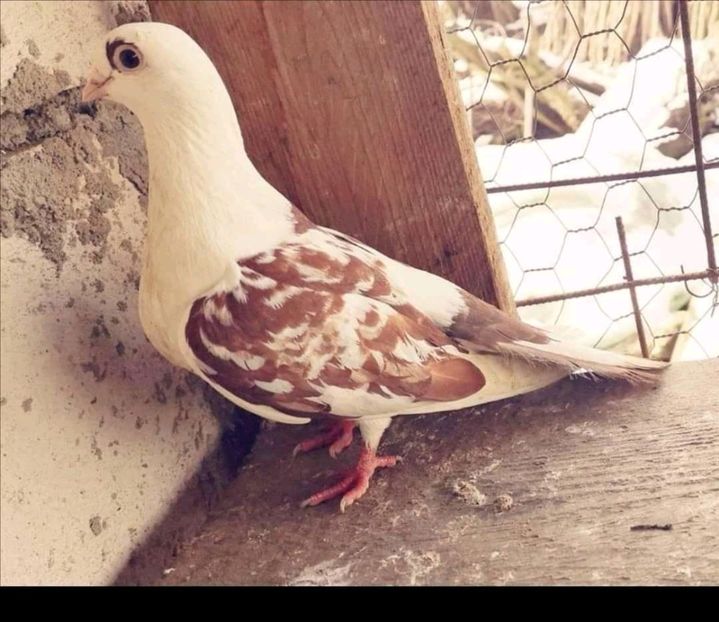  - Pui 2019 2020 2021