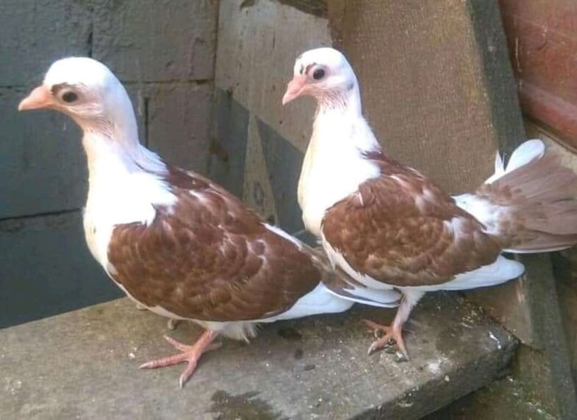  - Pui 2019 2020 2021