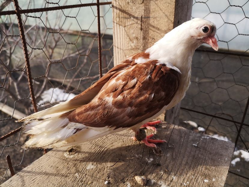  - Pui 2019 2020 2021