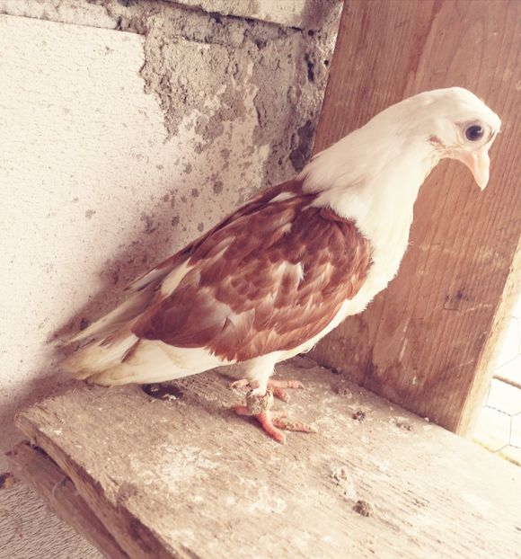  - Pui 2019 2020 2021