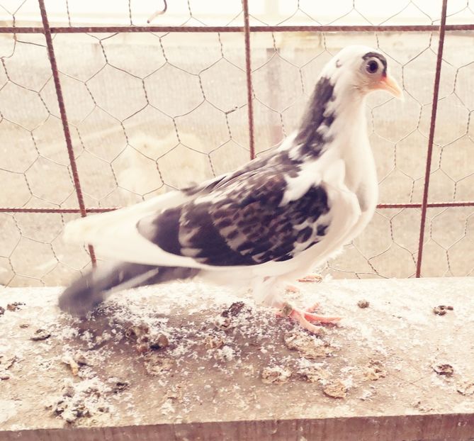  - Pui 2019 2020 2021