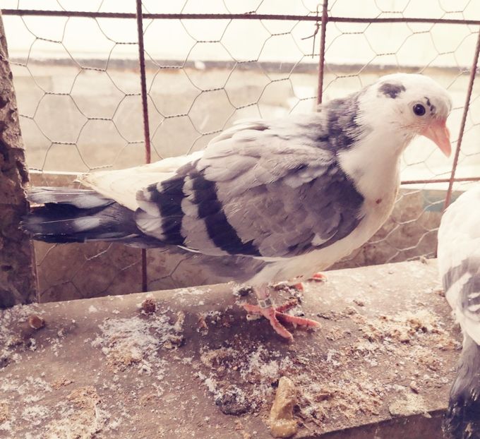  - Pui 2019 2020 2021