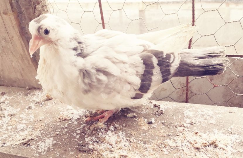  - Pui 2019 2020 2021