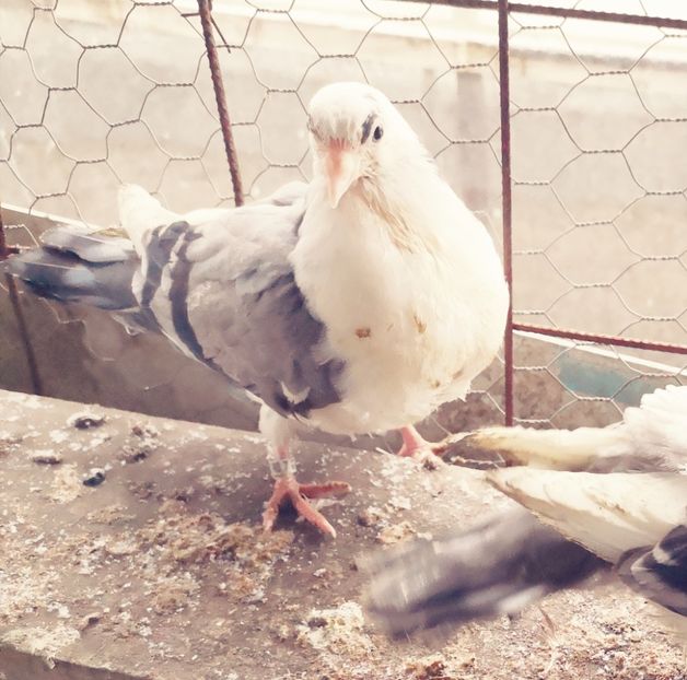  - Pui 2019 2020 2021