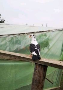  - Pui 2019 2020 2021