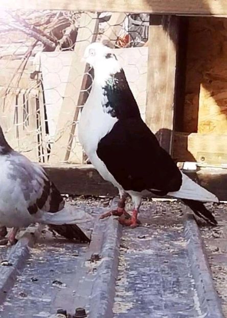  - Pui 2019 2020 2021