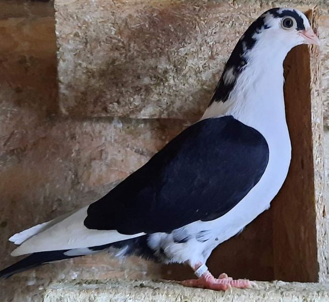  - arhiva_porumbei dragi mie