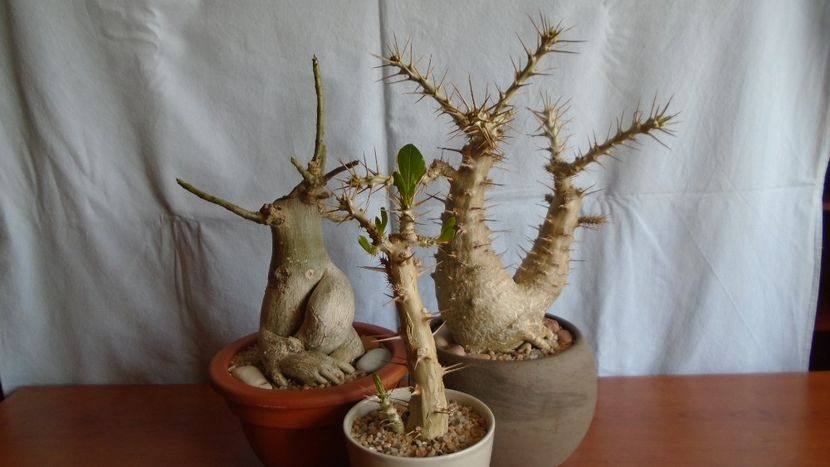Adenium obesum & Pachypodium lealii ssp. saundersii (2 ex.) - Caudiciforme - pachycaule si bulboase 2020 bis