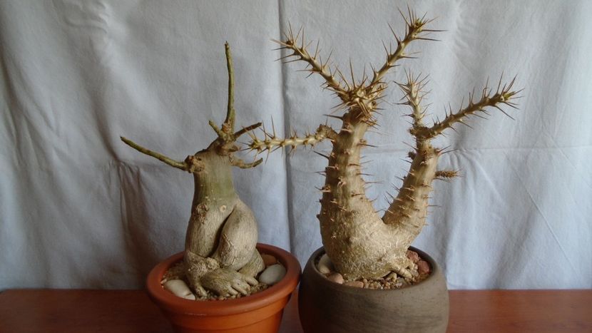 Adenium obesum & Pachypodium lealii ssp. saundersii - Caudiciforme - pachycaule si bulboase 2020 bis