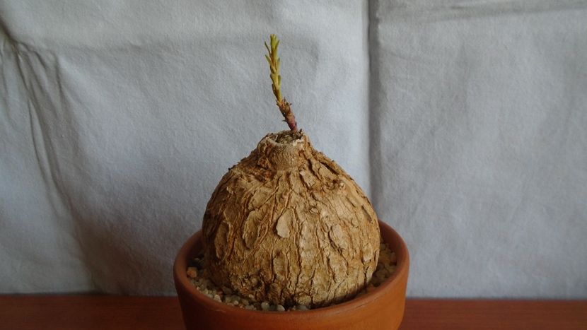 Euphorbia trichadenia - Caudiciforme - pachycaule si bulboase 2020 bis