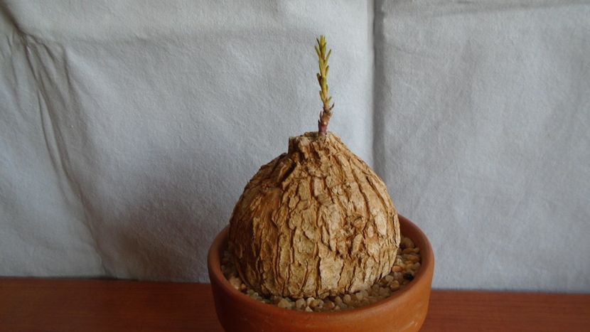 Euphorbia trichadenia - Caudiciforme - pachycaule si bulboase 2020 bis