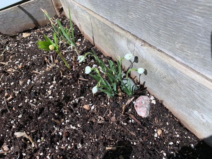  - Jurnalul gradinii 2021