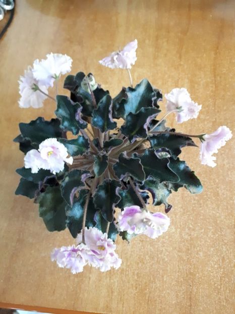  - Rob s Antique Rose