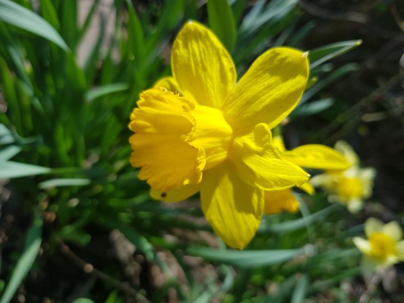 California - Narcise 2021 2022