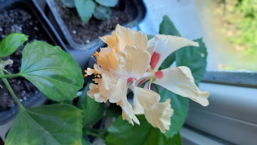 El'capitoliu galben - Hibiscusi 2021