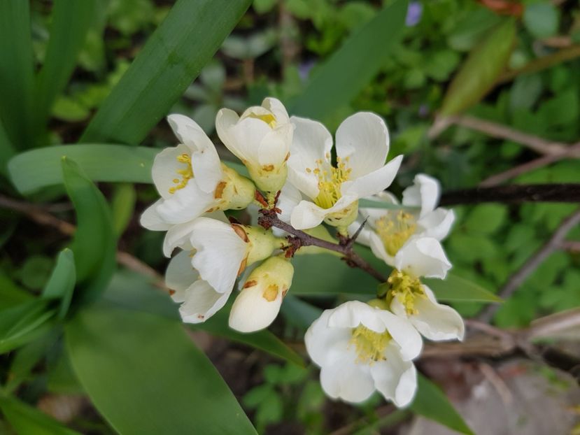  - Arbuști 2021-2023