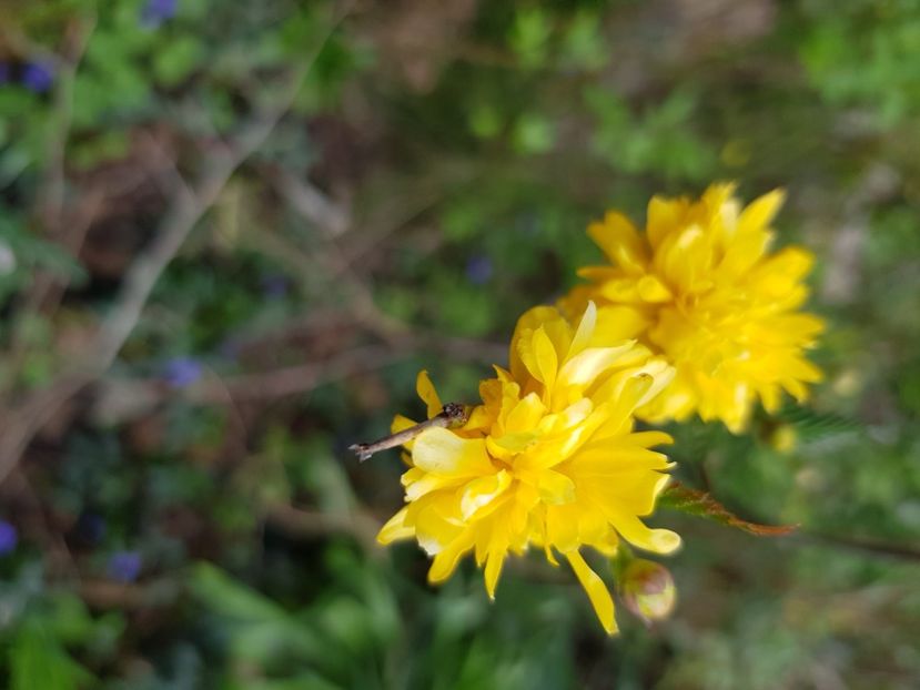  - Arbuști 2021-2023