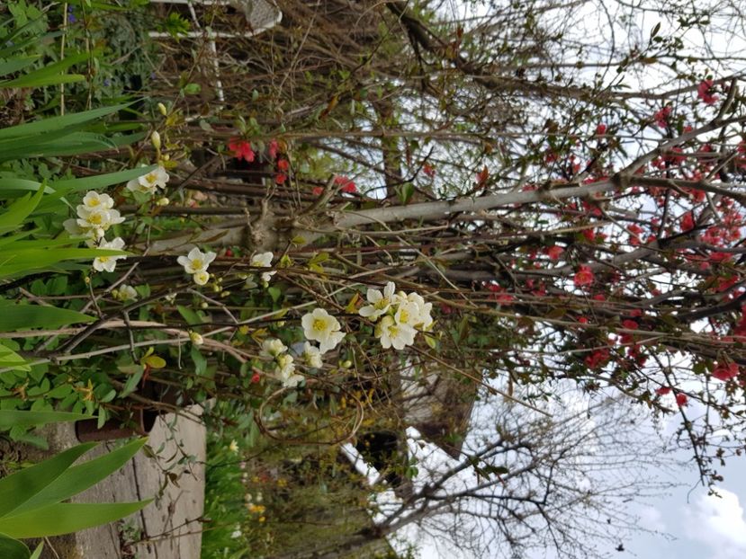  - Arbuști 2021-2023