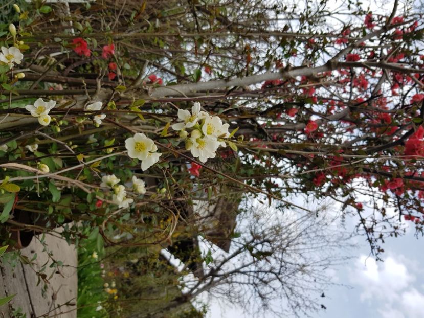  - Arbuști 2021-2023