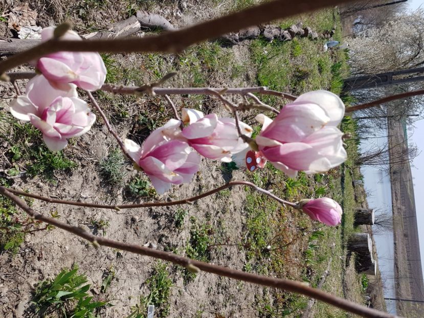  - Arbuști 2021-2023