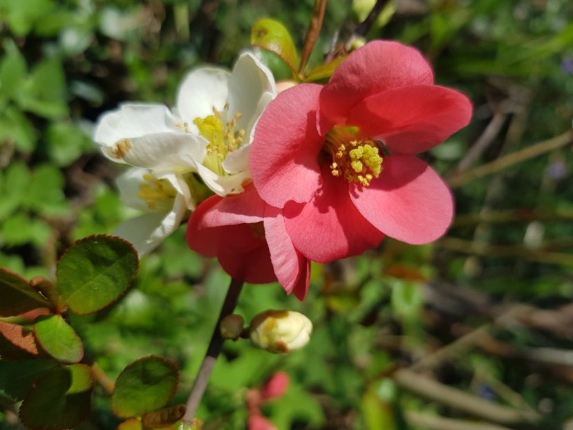  - Arbuști 2021-2023