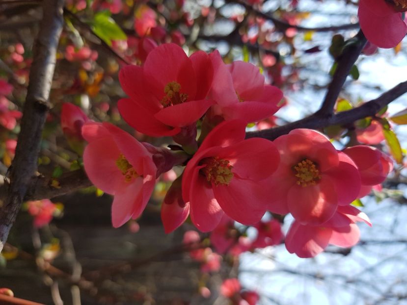  - Arbuști 2021-2023