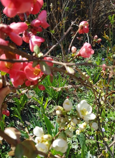  - Arbuști 2021-2023