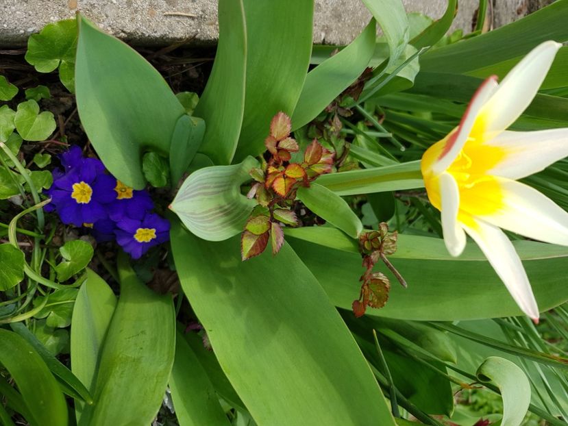  - Primule 21 22 23 24