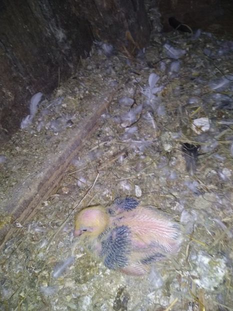  - Porumbeii mei 2021