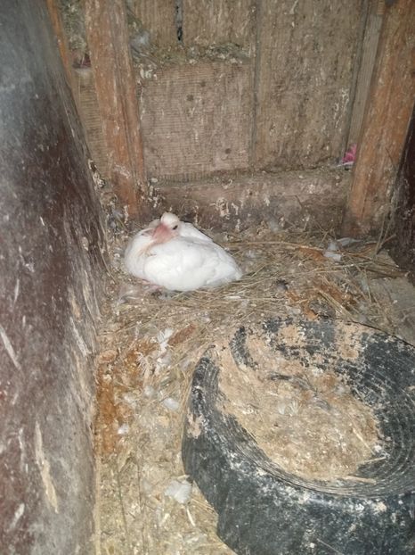  - Porumbeii mei 2021