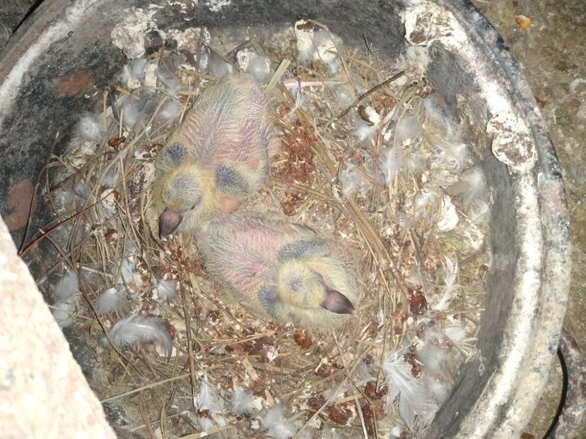  - Porumbeii mei 2021