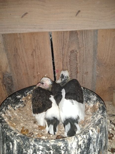  - Porumbeii mei 2021