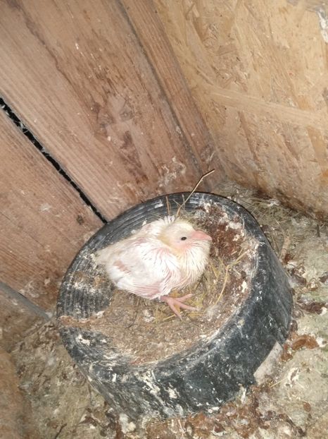  - Porumbeii mei 2021