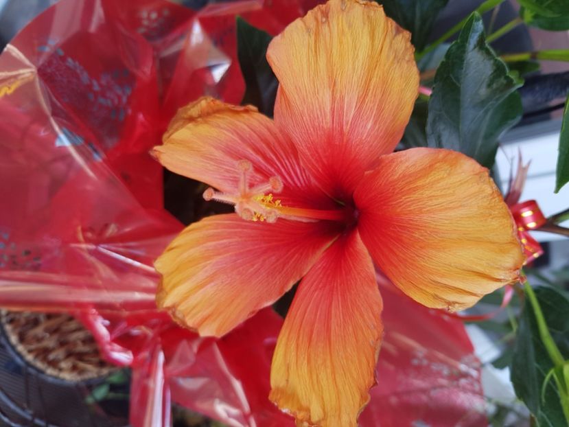  - Hibiscus
