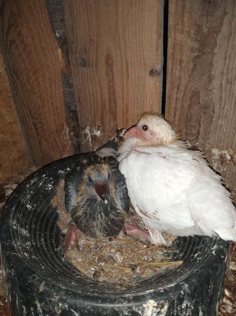  - Porumbeii mei 2021