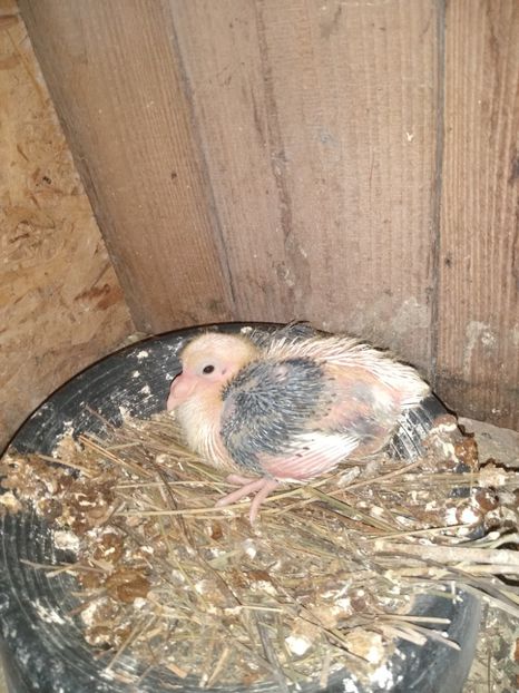  - Porumbeii mei 2021