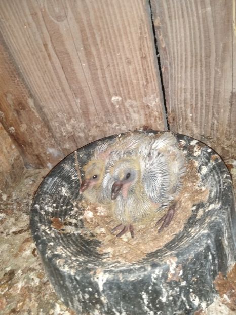  - Porumbeii mei 2021