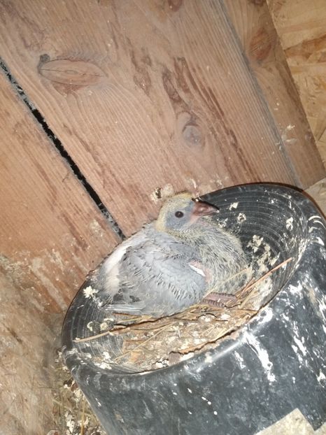  - Porumbeii mei 2021