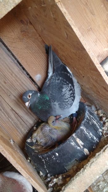  - Porumbeii mei 2021