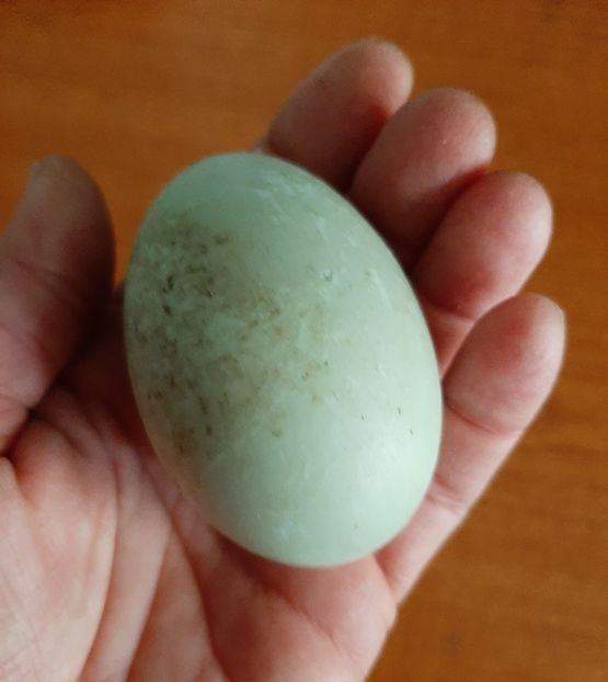 Cayuga-primul ou - Rațe Cayuga - Aylesbury
