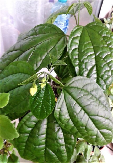  - Clerodendrum Thomsoniae