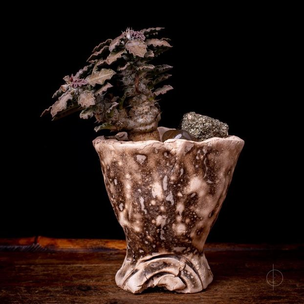 Pipyr Pottery - Euphorbia tulearensis - Vase - aranjamente - accesorii