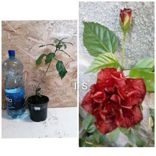Hibiscus rosu dublu-20 lei - Flori de vinzare-2021