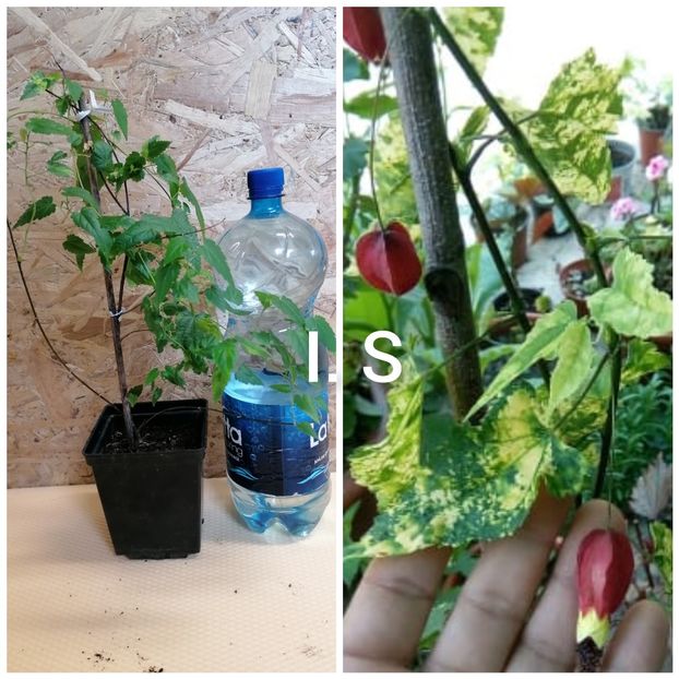 Abutilon megapotamicum pictum-30 lei-Epuizat - Flori de vinzare-2021