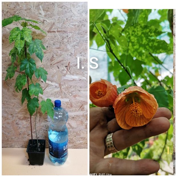 Abutilon pictum, portocaliu-30 lei - Flori de vinzare-2021